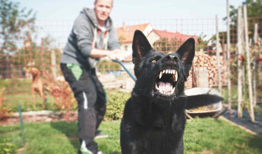 dog-bite-attorney