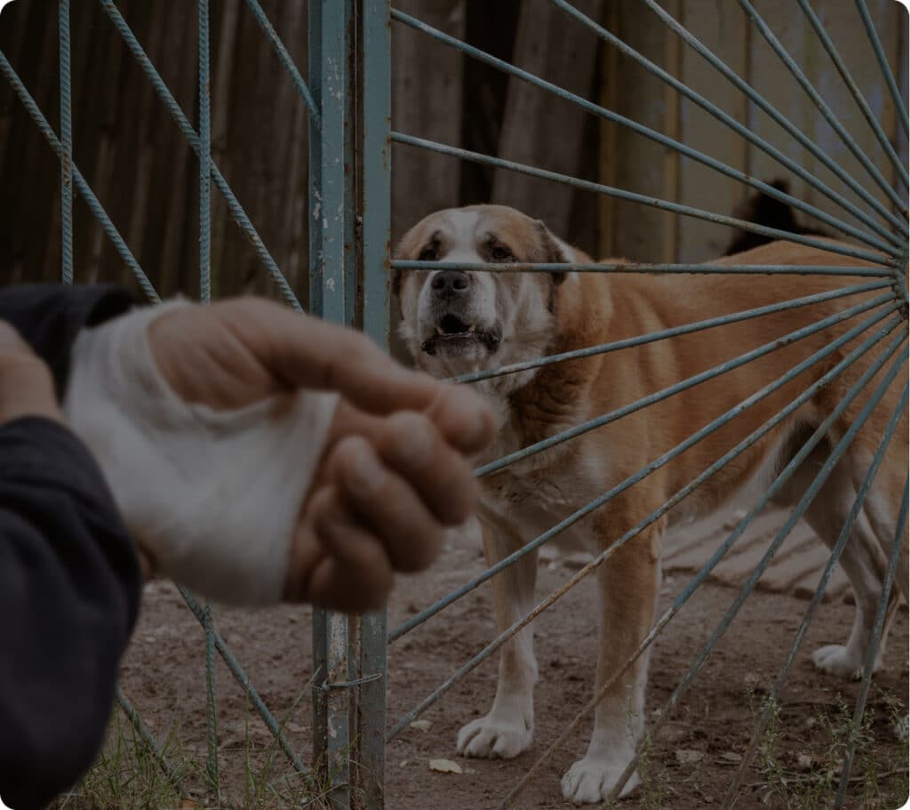Dog Bite Injury